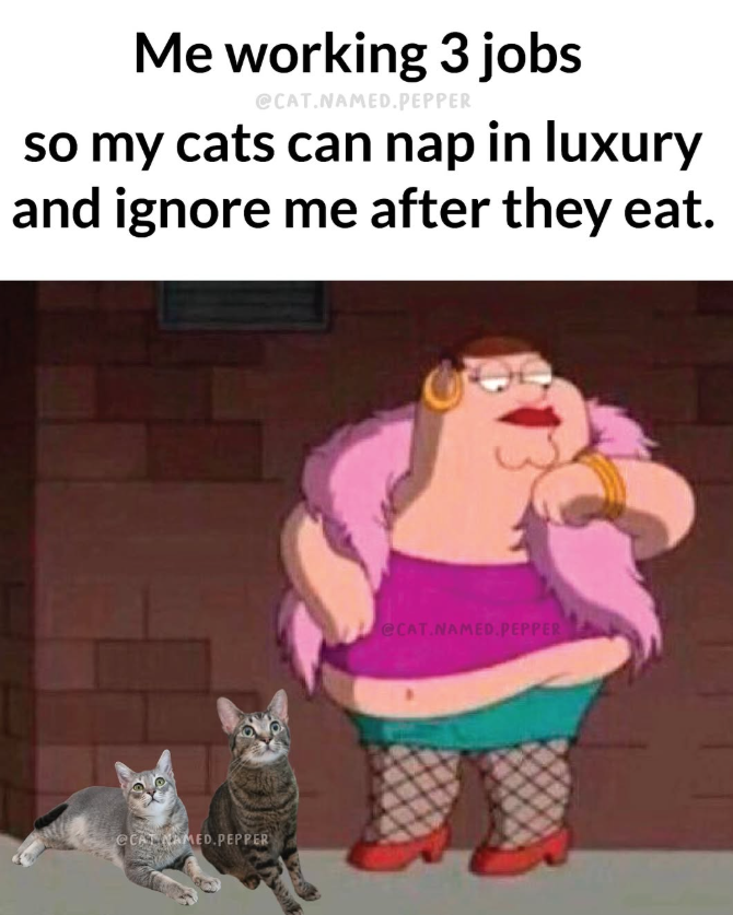 Me working 3 jobs @CAT.NAMED.PEPPER so my cats can nap in luxury and ignore me after they eat. eCAL NAMED PEPPER @CAT.NAMED.PEPPER