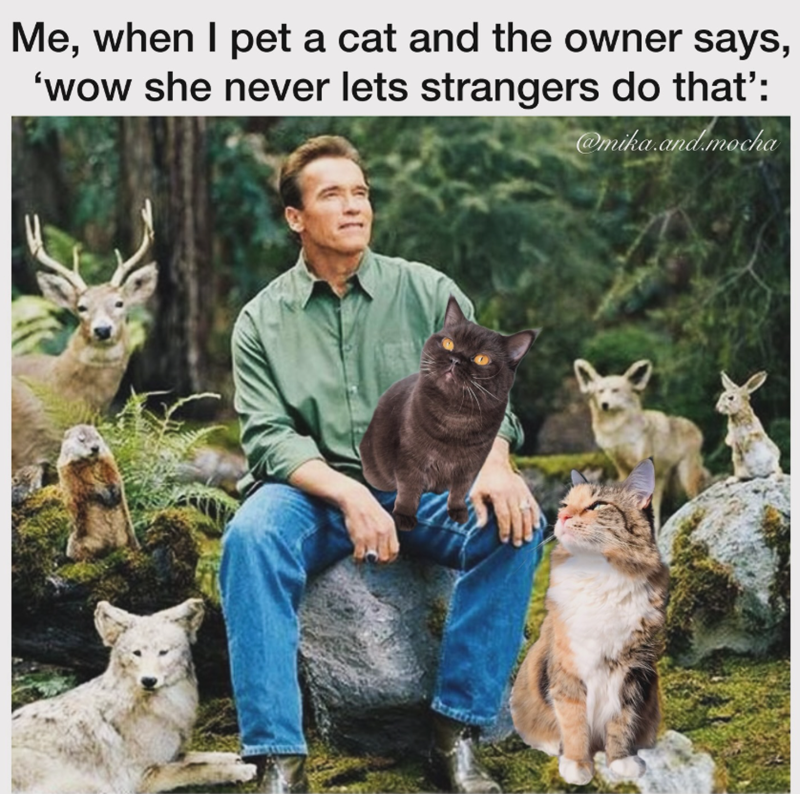 Me, when I pet a cat and the owner says, 'wow she never lets strangers do that': @mika.and.mocha