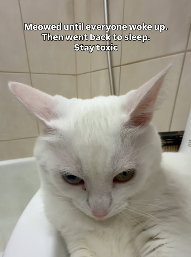 Meowed until everyone woke up. Then went back to sleep. Stay toxic