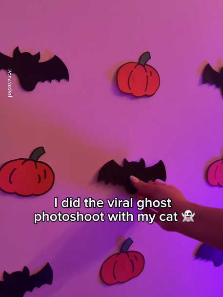 papaya.cat I did the viral ghost photoshoot with my cat
