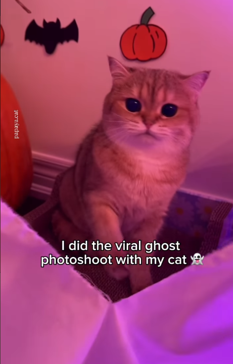 papaya.cat I did the viral ghost photoshoot with my cat