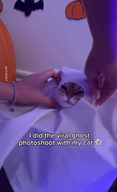 papaya.cat I did the viral ghost photoshoot with my cat