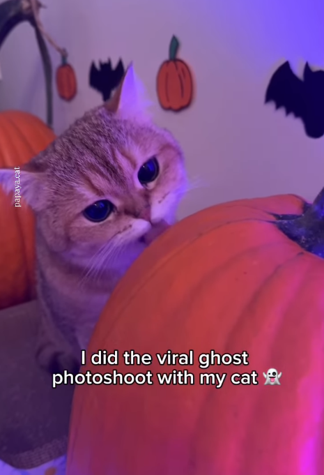papaya.cat I did the viral ghost photoshoot with my cat