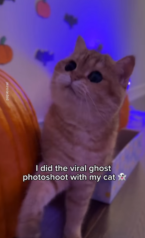 papaya.cat I did the viral ghost photoshoot with my cat 44
