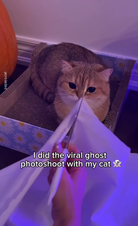 papaya.cat I did the viral ghost photoshoot with my cat