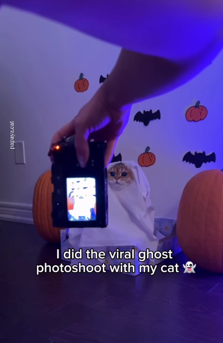 papaya.cat I did the viral ghost photoshoot with my cat