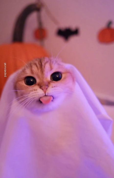papaya.cat