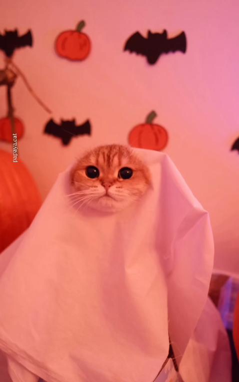 papaya.cat