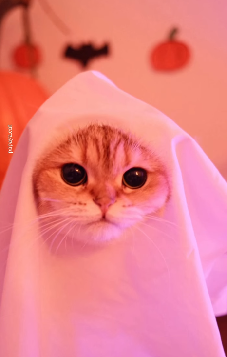 papaya.cat 1