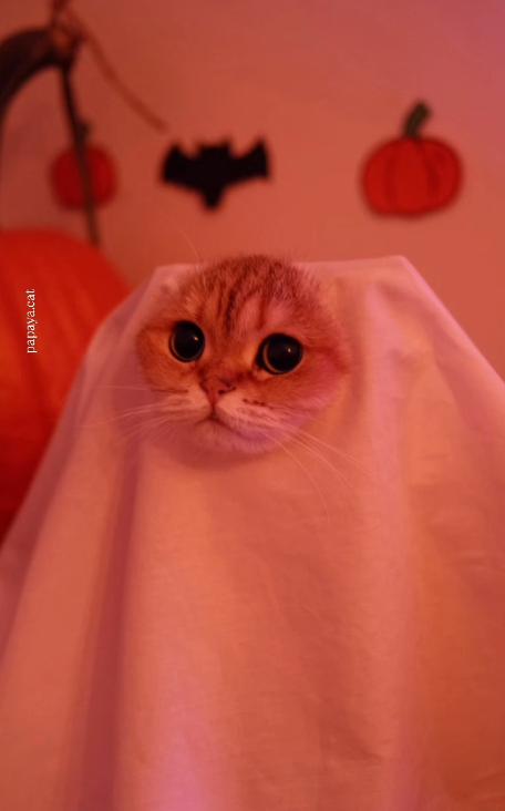 papaya.cat