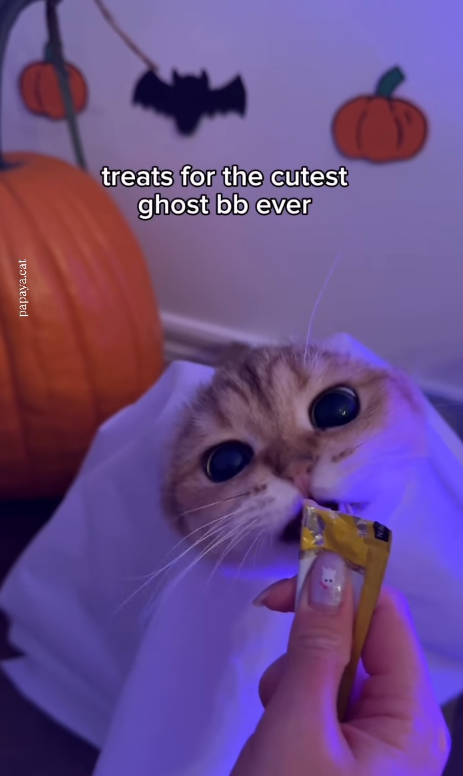 papaya.cat treats for the cutest ghost bb ever