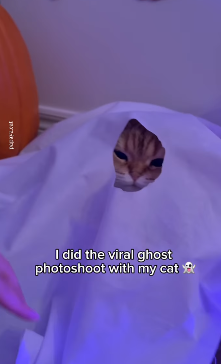 papaya.cat I did the viral ghost photoshoot with my cat