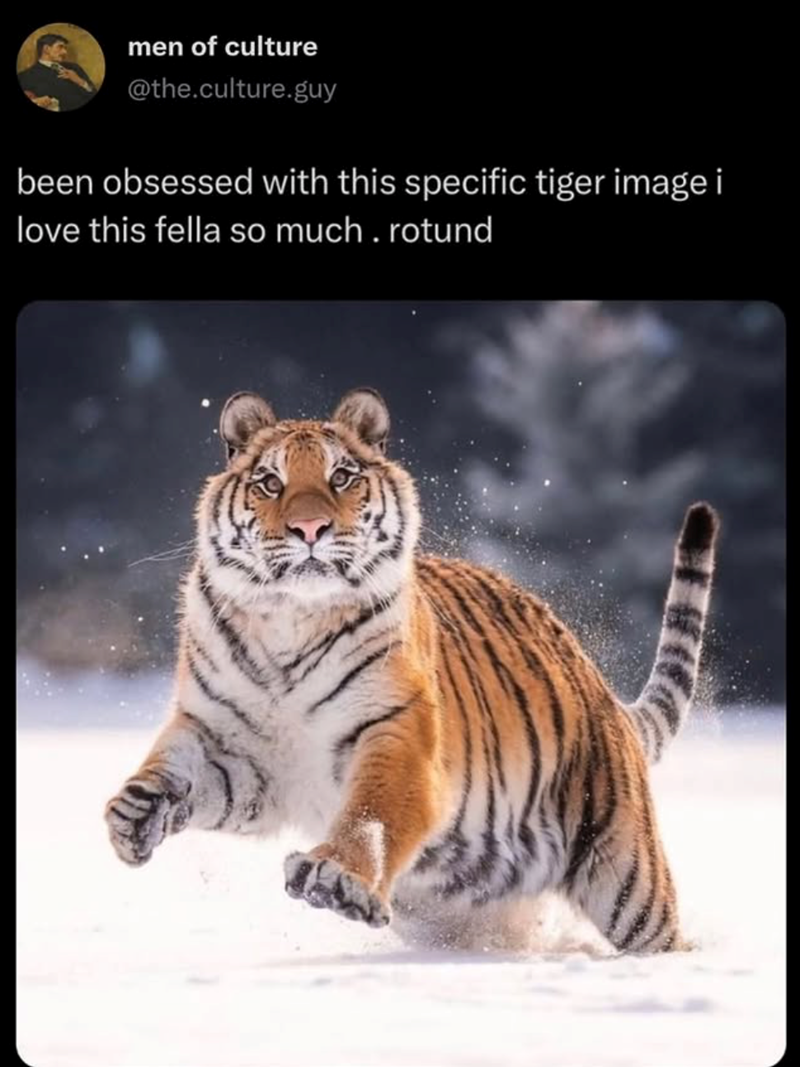 men of culture @the.culture.guy been obsessed with this specific tiger image i love this fella so much. rotund