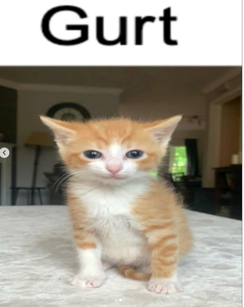 Gurt