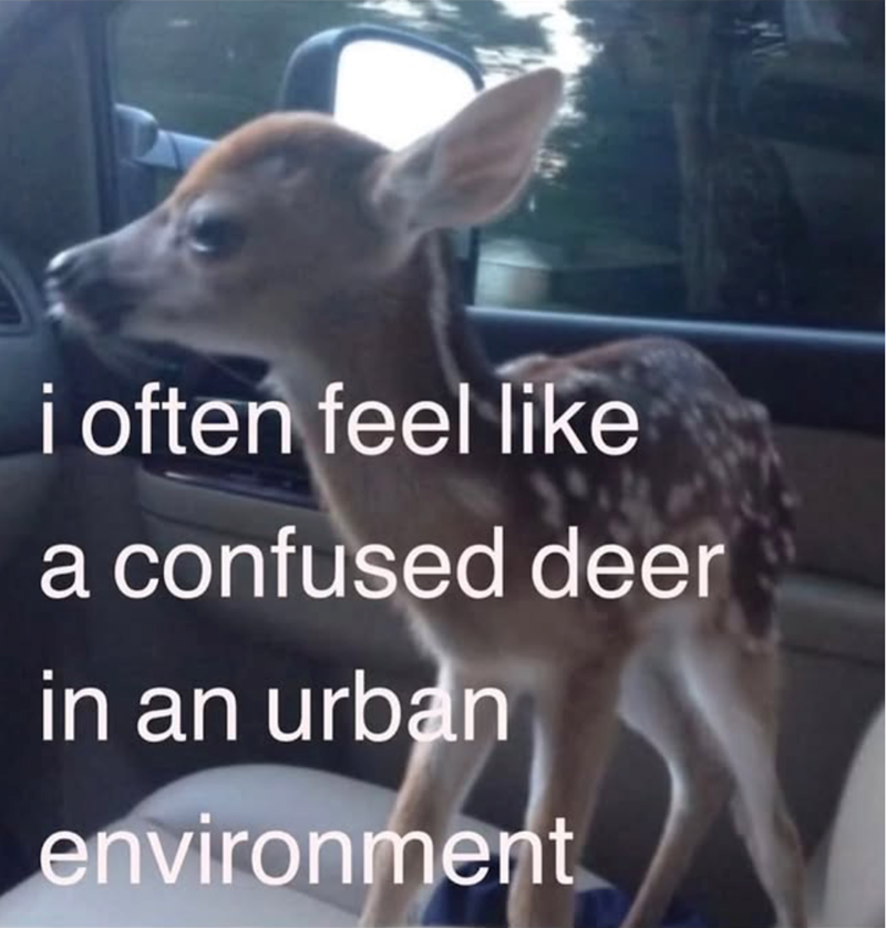 i often feel like a confused deer in an urban environment