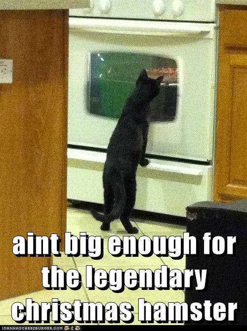 aint big enough for the legendary christmas hamster ICANHASCHEEZBURGER.COM