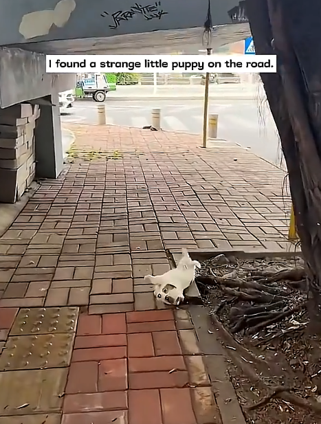 I found a strange little puppy on the road.