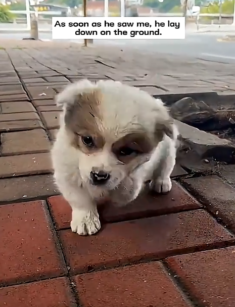 As soon as he saw me, he lay down on the ground.