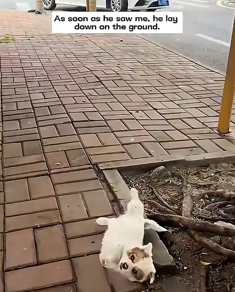 As soon as he saw me, he lay down on the ground.