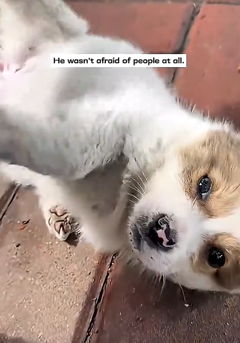 He wasn't afraid of people at all.