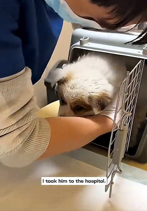 I took him to the hospital.