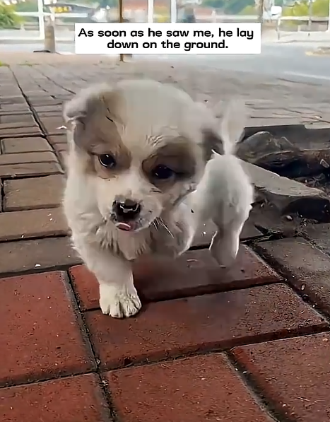 As soon as he saw me, he lay down on the ground.
