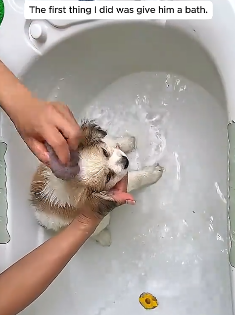 The first thing I did was give him a bath.