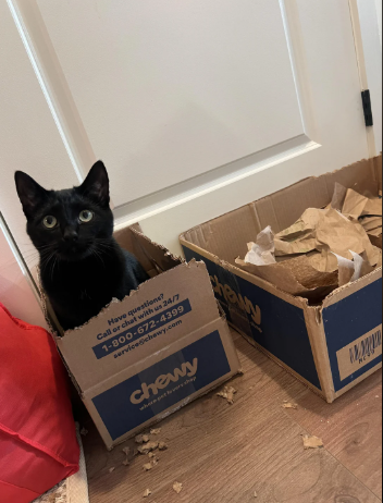 Have questions? Call or chat with us 24/7 1-800-672-4399 service@chewy.com chewy