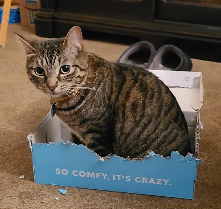 E SO COMFY, IT'S CRAZY.