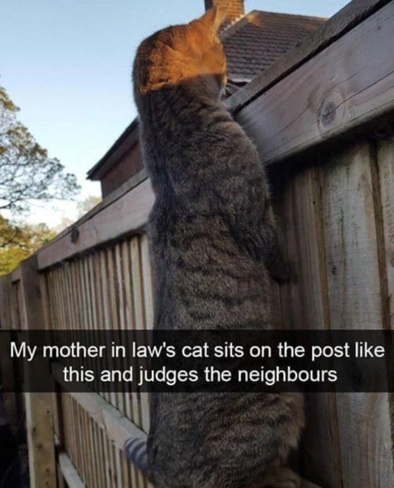 My mother in law's cat sits on the post like this and judges the neighbours
