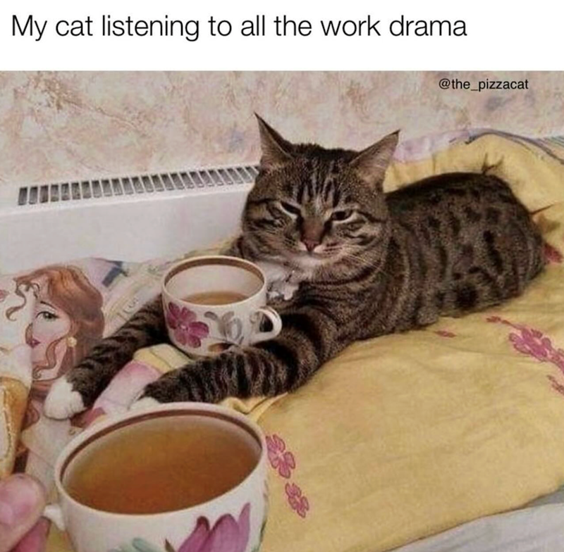 My cat listening to all the work drama @the_pizzacat