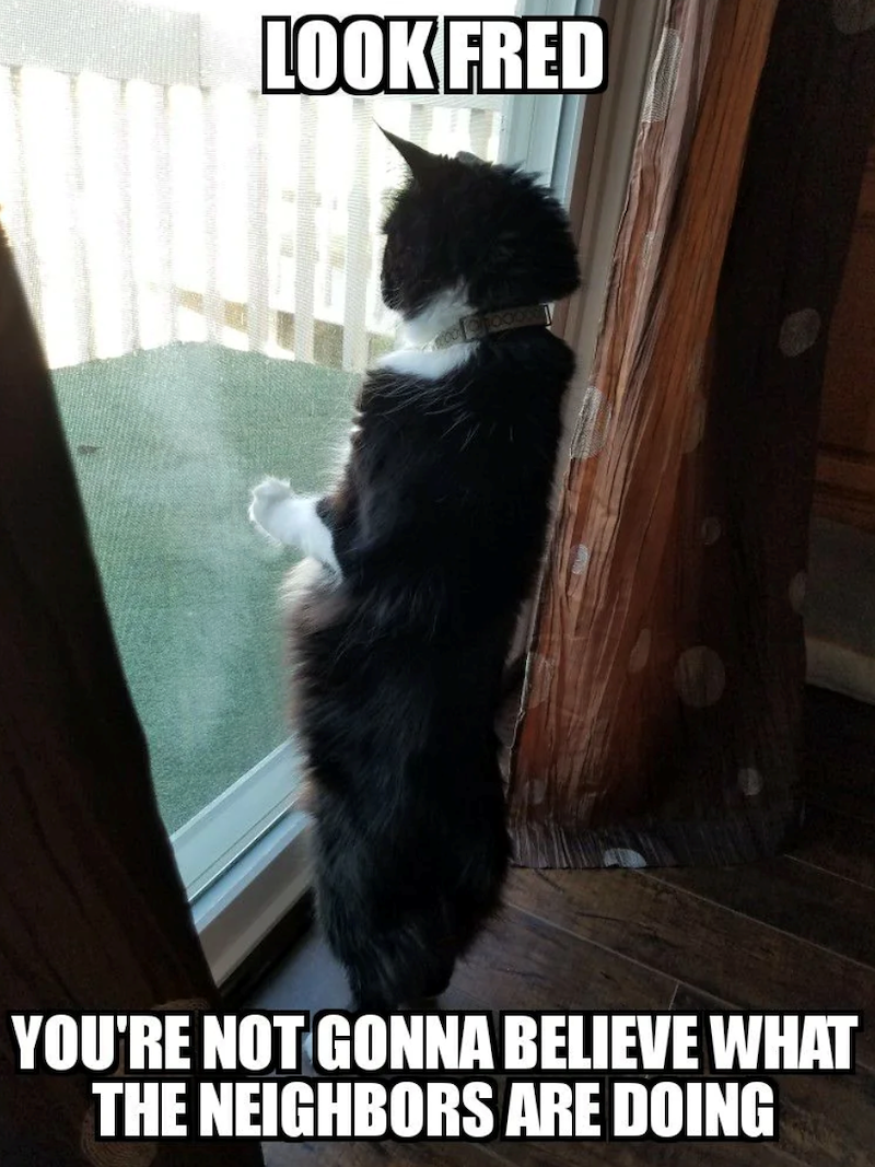 LOOK FRED YOU'RE NOT GONNA BELIEVE WHAT THE NEIGHBORS ARE DOING