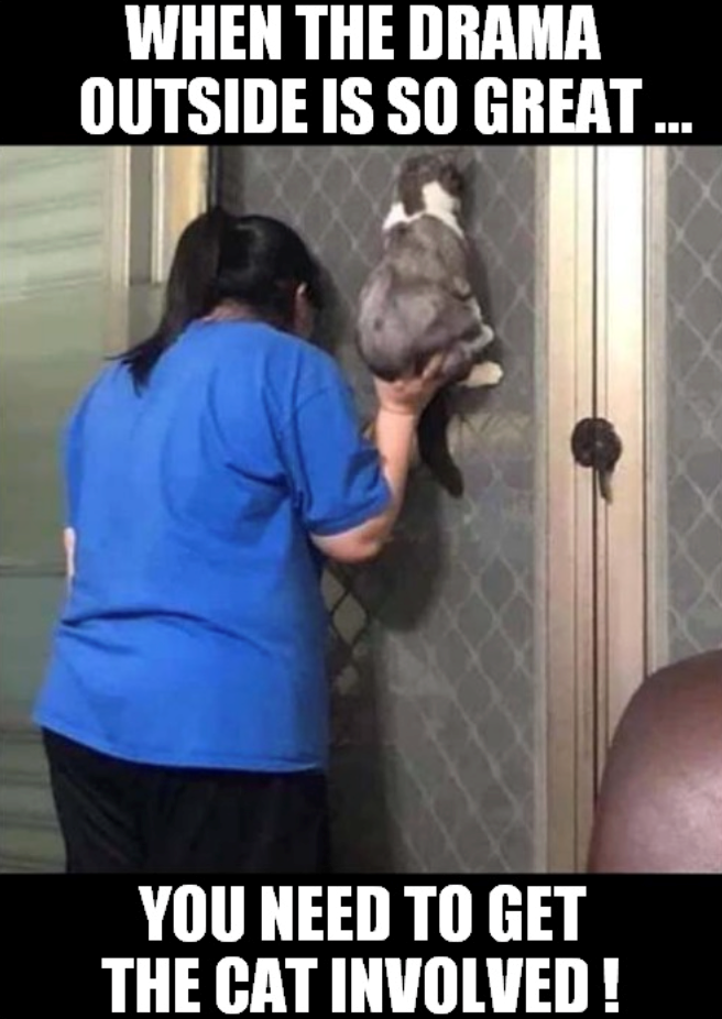 WHEN THE DRAMA OUTSIDE IS SO GREAT ... YOU NEED TO GET THE CAT INVOLVED!