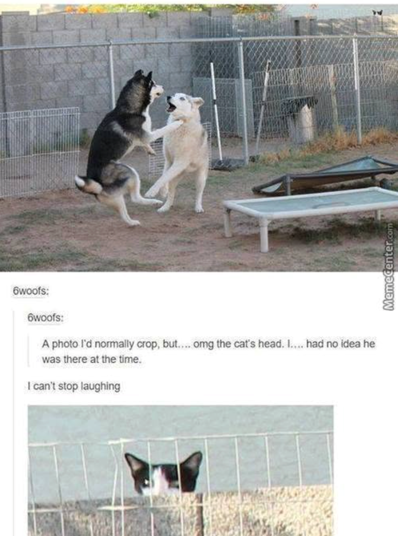 6woofs: 6woofs: A photo I'd normally crop, but.... omg the cat's head. I.... had no idea he was there at the time. I can't stop laughing MemeCenter.com