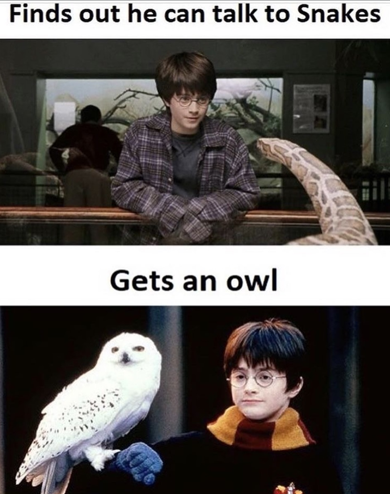 Finds out he can talk to Snakes Gets an owl