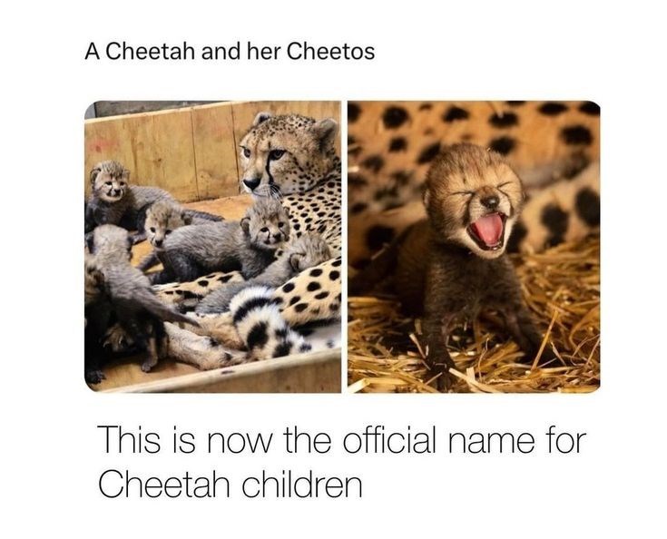 A Cheetah and her Cheetos This is now the official name for Cheetah children