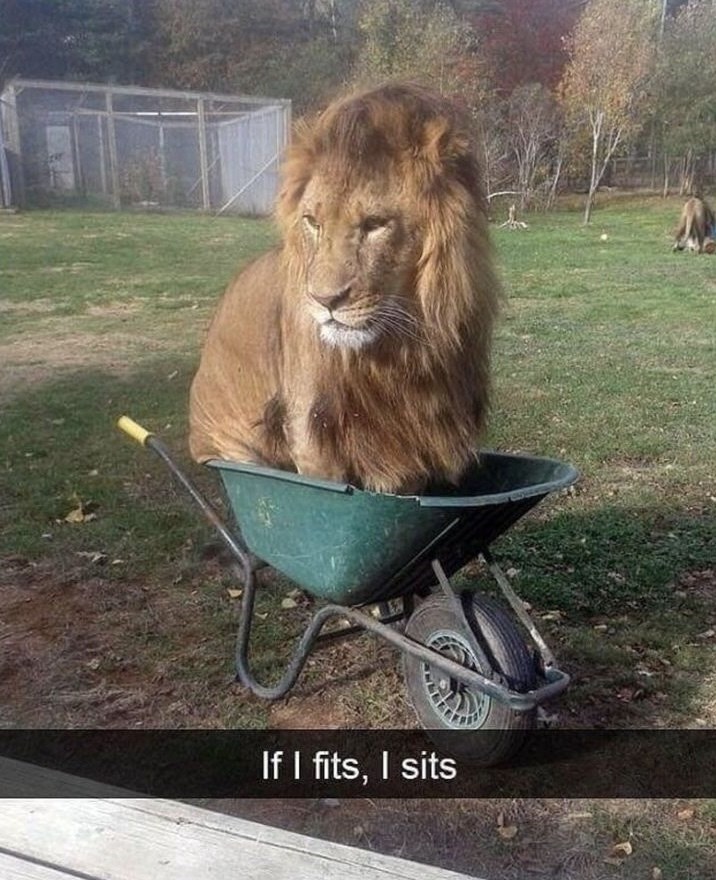 If I fits, I sits