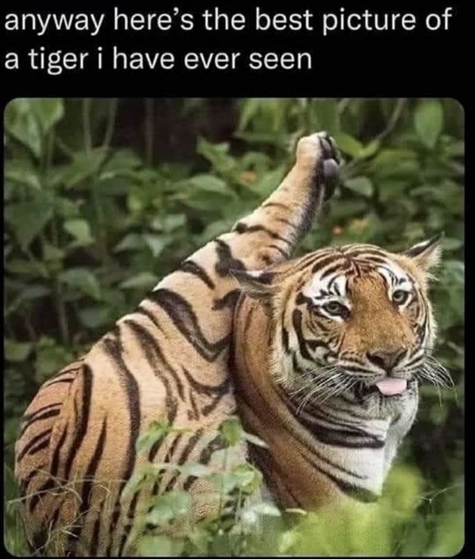 anyway here's the best picture of a tiger i have ever seen