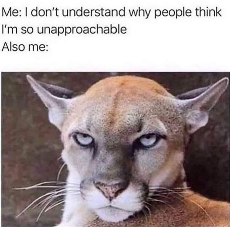 Me: I don't understand why people think I'm so unapproachable Also me: