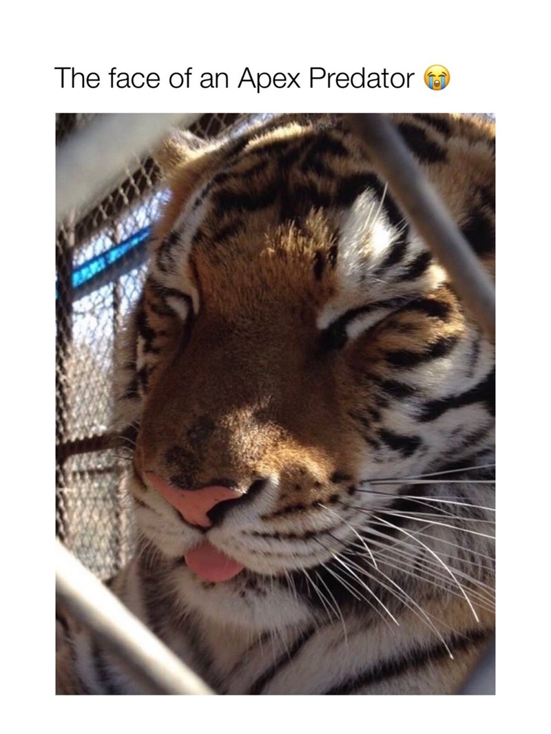 The face of an Apex Predator