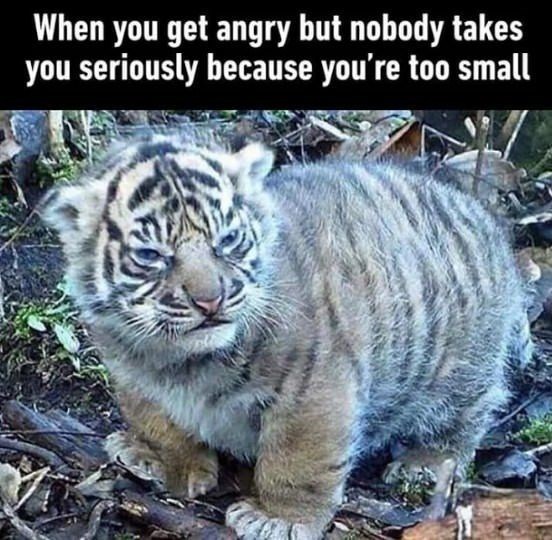 When you get angry but nobody takes you seriously because you're too small