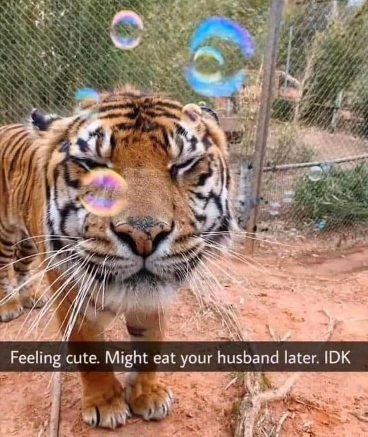 Feeling cute. Might eat your husband later. IDK