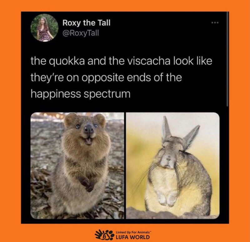 Roxy the Tall @RoxyTall the quokka and the viscacha look like they're on opposite ends of the happiness spectrum Linked Up For Animals" LUFA WORLD