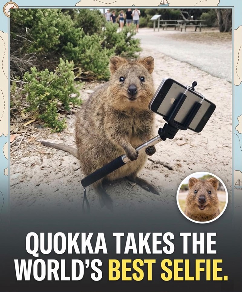 ----------- QUOKKA TAKES THE WORLD'S BEST SELFIE.