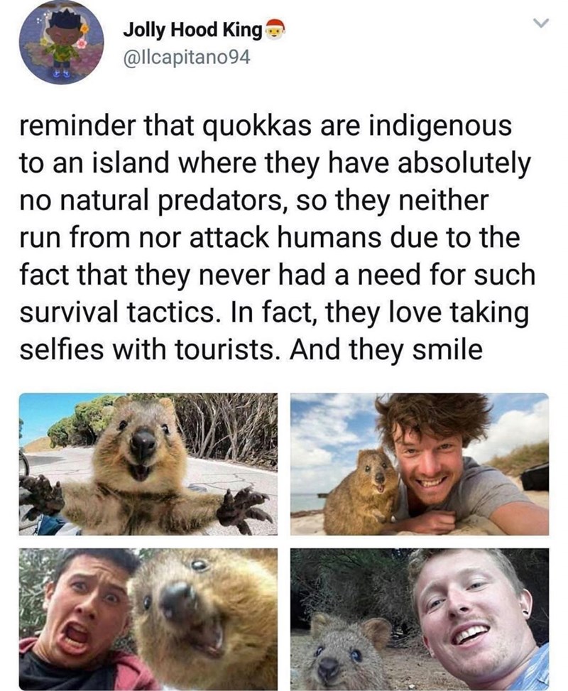 Jolly Hood King @llcapitano94 reminder that quokkas are indigenous to an island where they have absolutely no natural predators, so they neither run from nor attack humans due to the fact that they never had a need for such survival tactics. In fact, they love taking selfies with tourists. And they smile