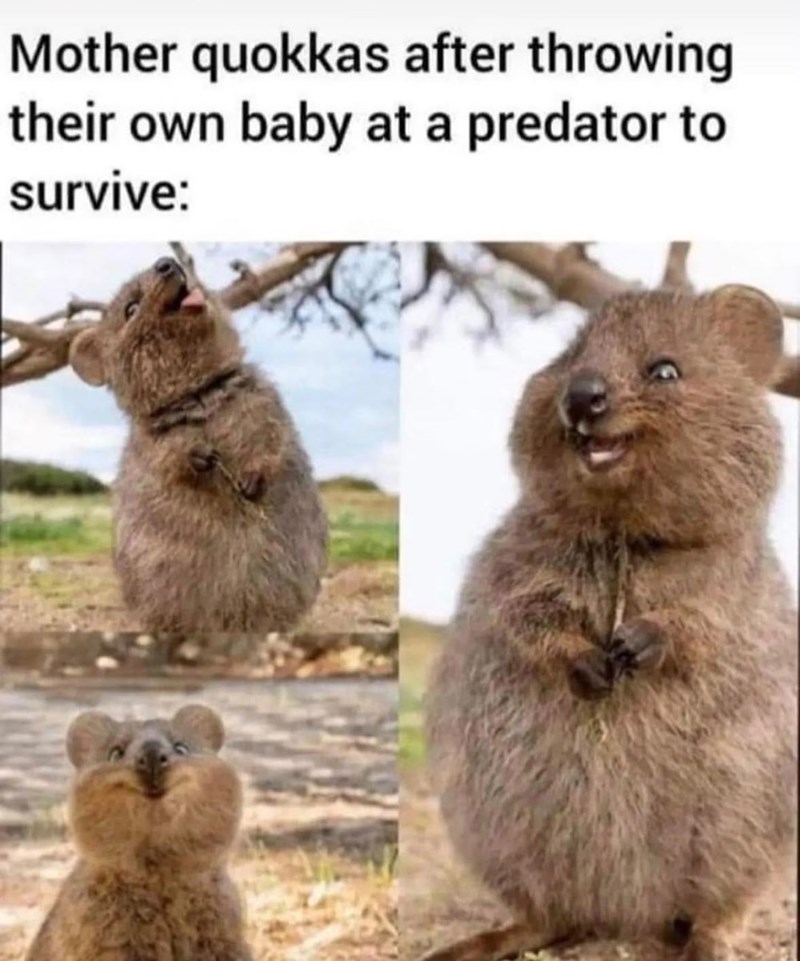 Mother quokkas after throwing their own baby at a predator to survive: