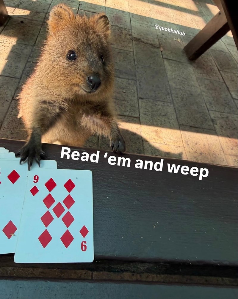 quokkahub 9 Read 'em and weep 6