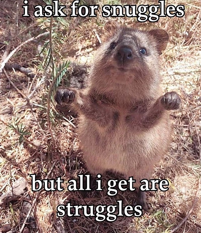 i ask for snuggles but all i get are struggles