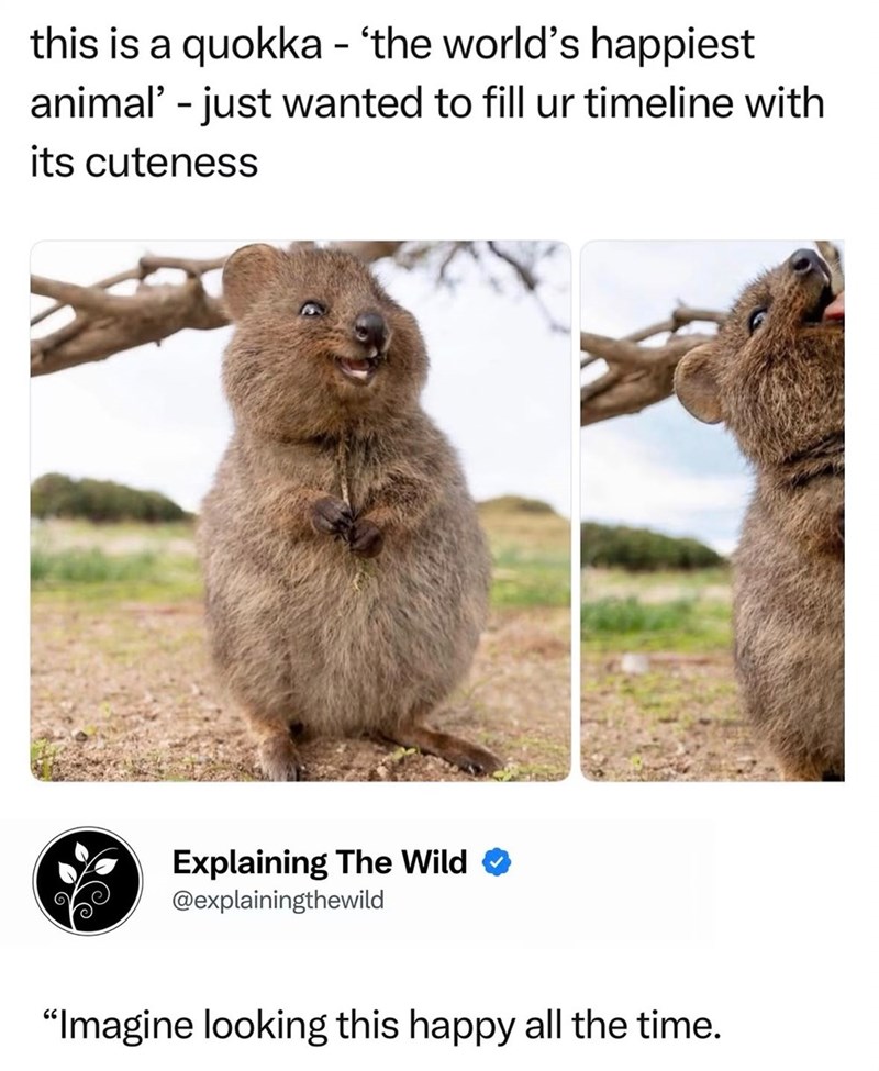 this is a quokka - 'the world's happiest animal' - just wanted to fill ur timeline with its cuteness Explaining The Wild @explainingthewild "Imagine looking this happy all the time.