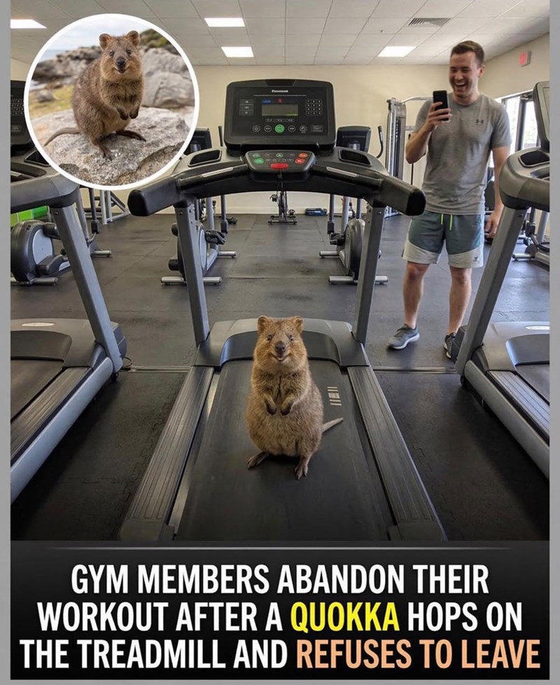 GYM MEMBERS ABANDON THEIR WORKOUT AFTER A QUOKKA HOPS ON THE TREADMILL AND REFUSES TO LEAVE
